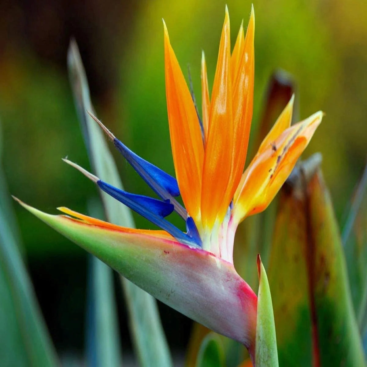 Birds of Paradise Fragrance Oil 4 oz Bottle H23006