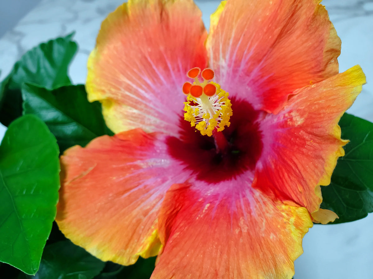 Fiesta Hibiscus Bush O65145