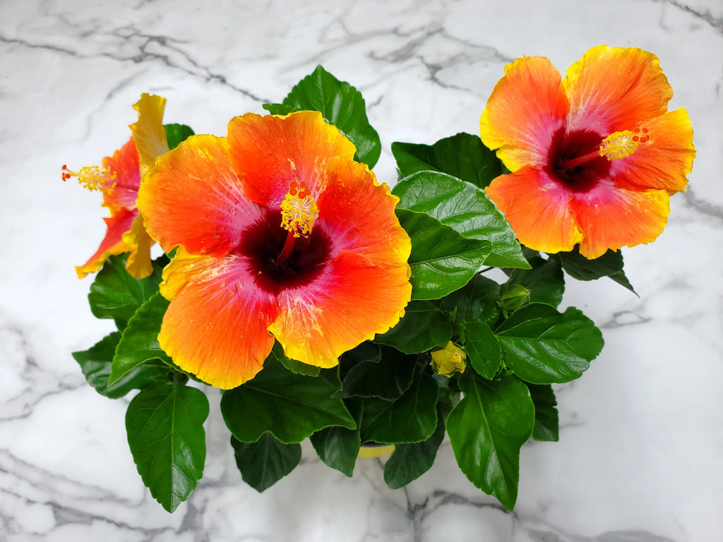 Fiesta Hibiscus Bush O65145
