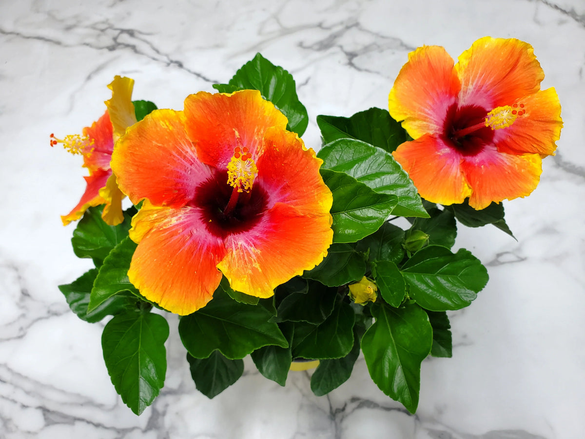 Fiesta Hibiscus Bush O65145