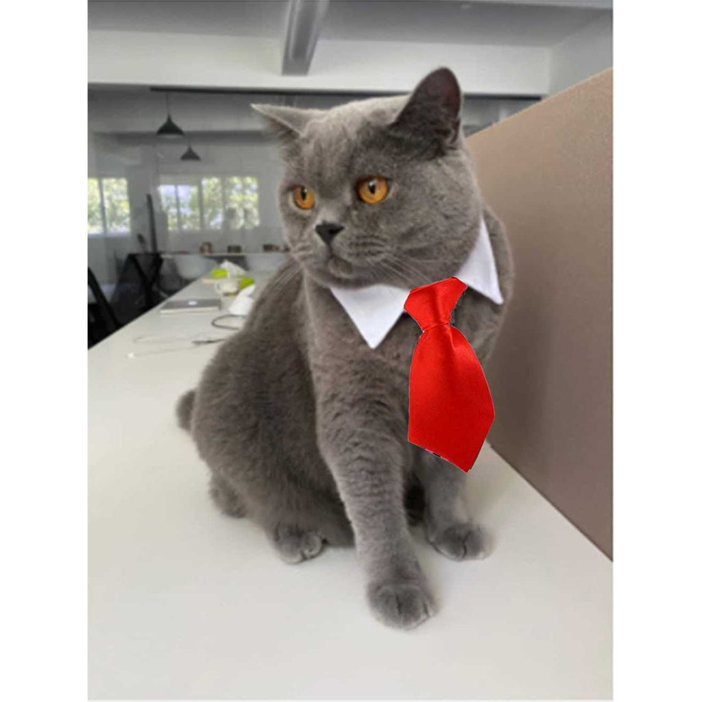 Adjustable Pet Bowtie Collar A42885
