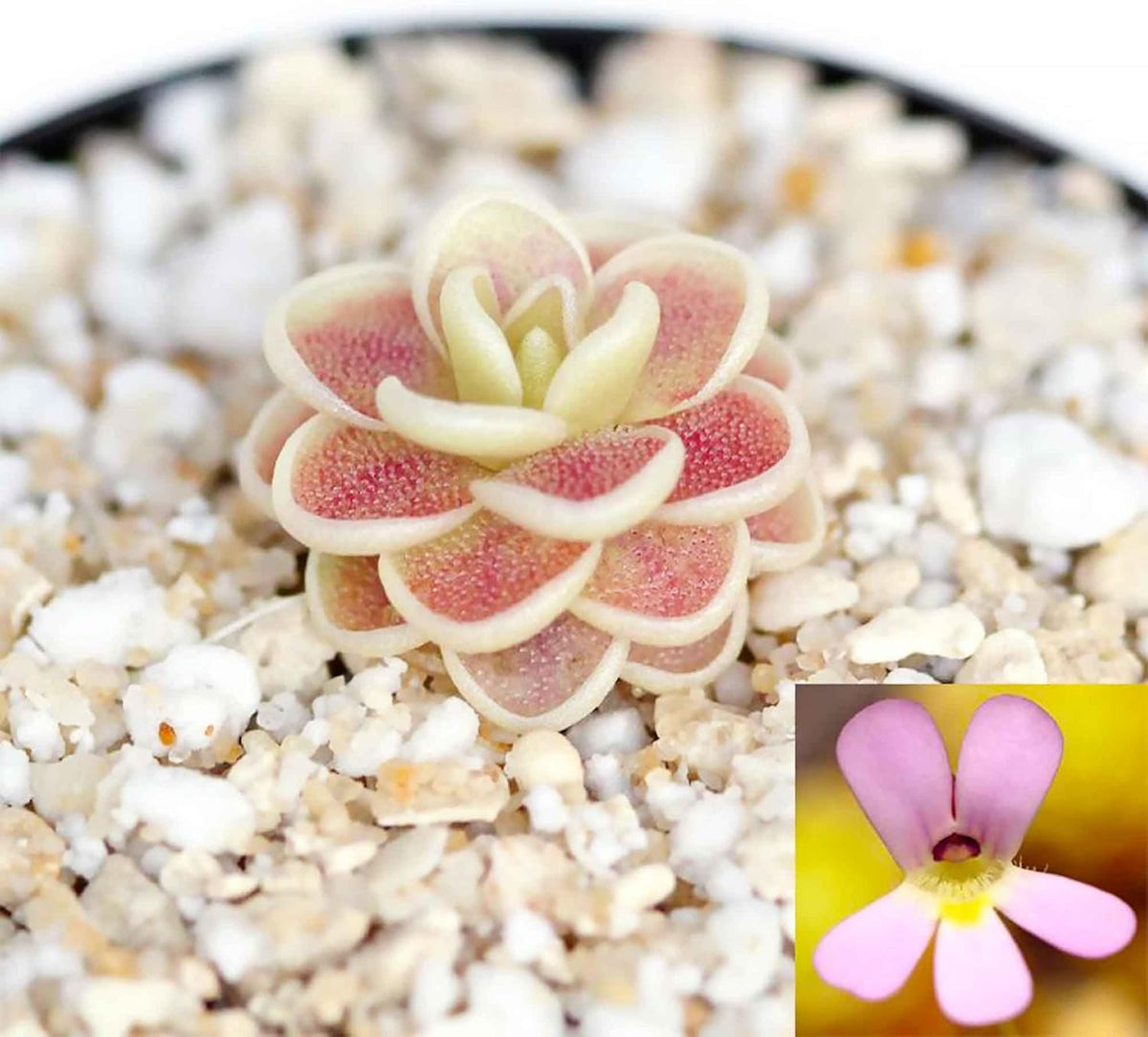 25 Pcs Mexican Butterwort Carnivorous Plant Seeds U488