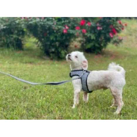 Gingham Dog Harness Vest Z6429