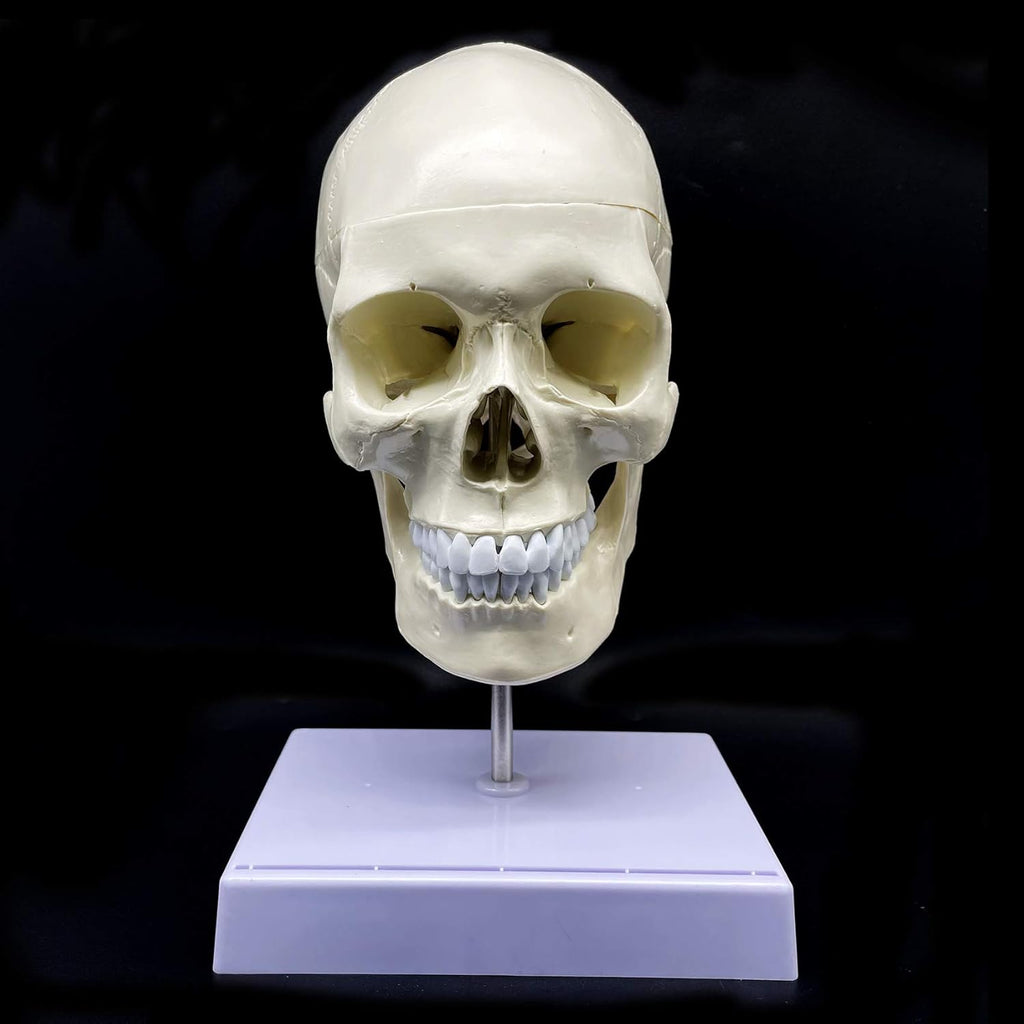 Life-Size Human Skull with Brain and Cervical Vertebra Anatomical Model G659