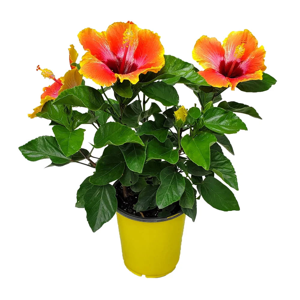 Fiesta Hibiscus Bush O65145