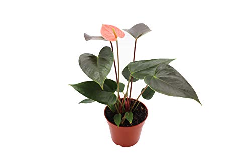 Anthuriums 4" N36479