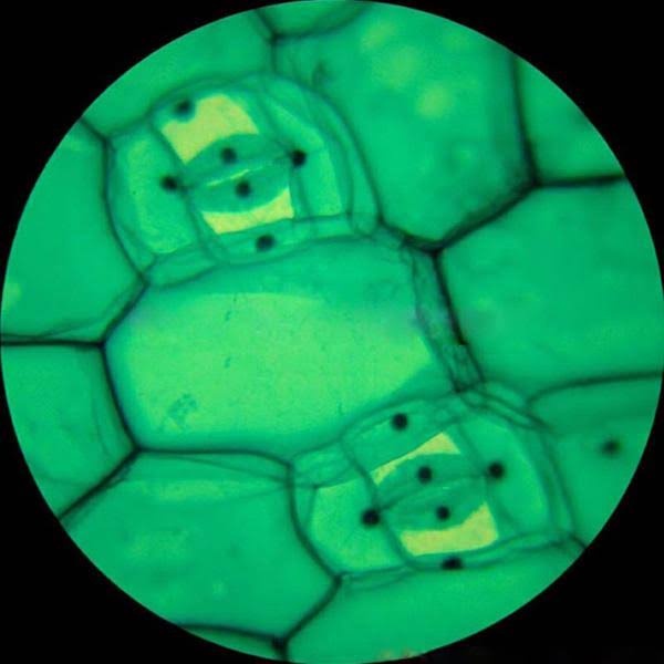 1000X Trinocular Biological Compound Microscope with 14MP USB Digital Camera K9509