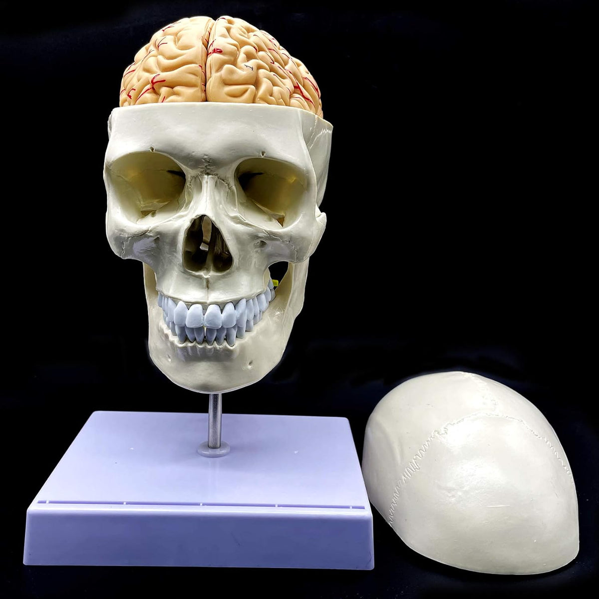 Life-Size Human Skull with Brain and Cervical Vertebra Anatomical Model G659