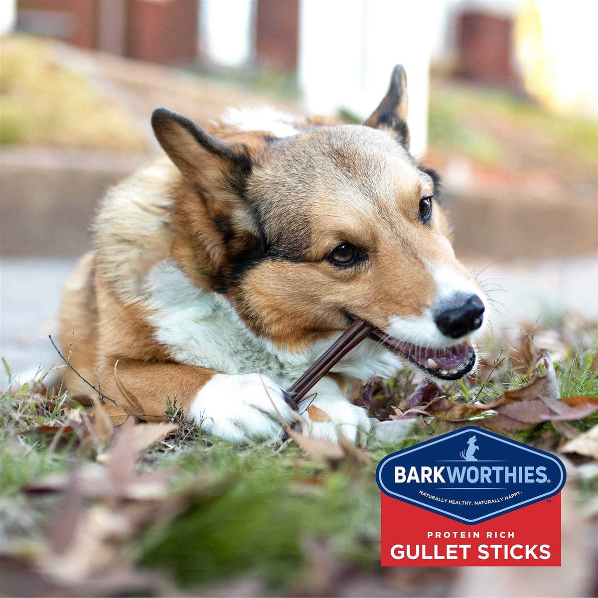 Beef Gullet Sticks F83613