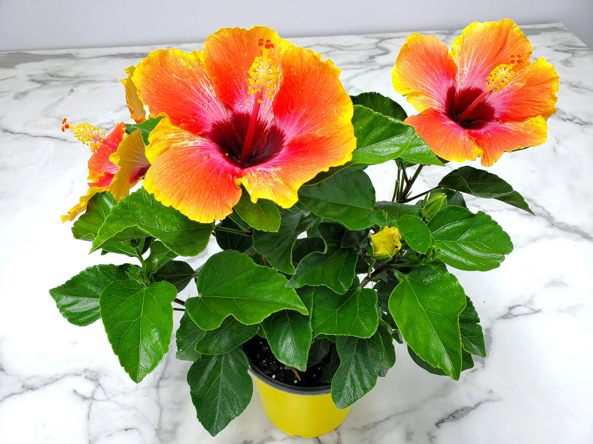 Fiesta Hibiscus Bush O65145