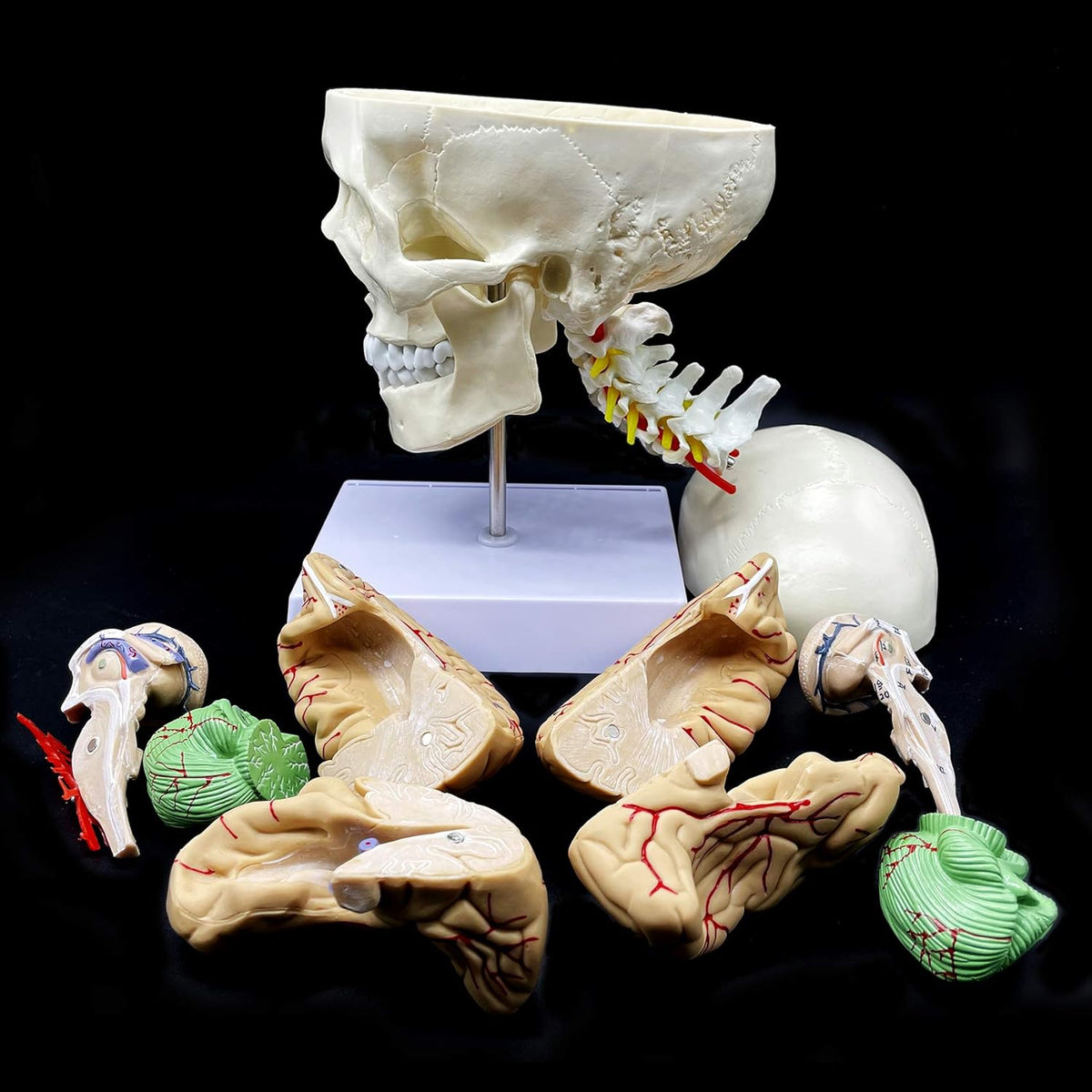 Life-Size Human Skull with Brain and Cervical Vertebra Anatomical Model G659