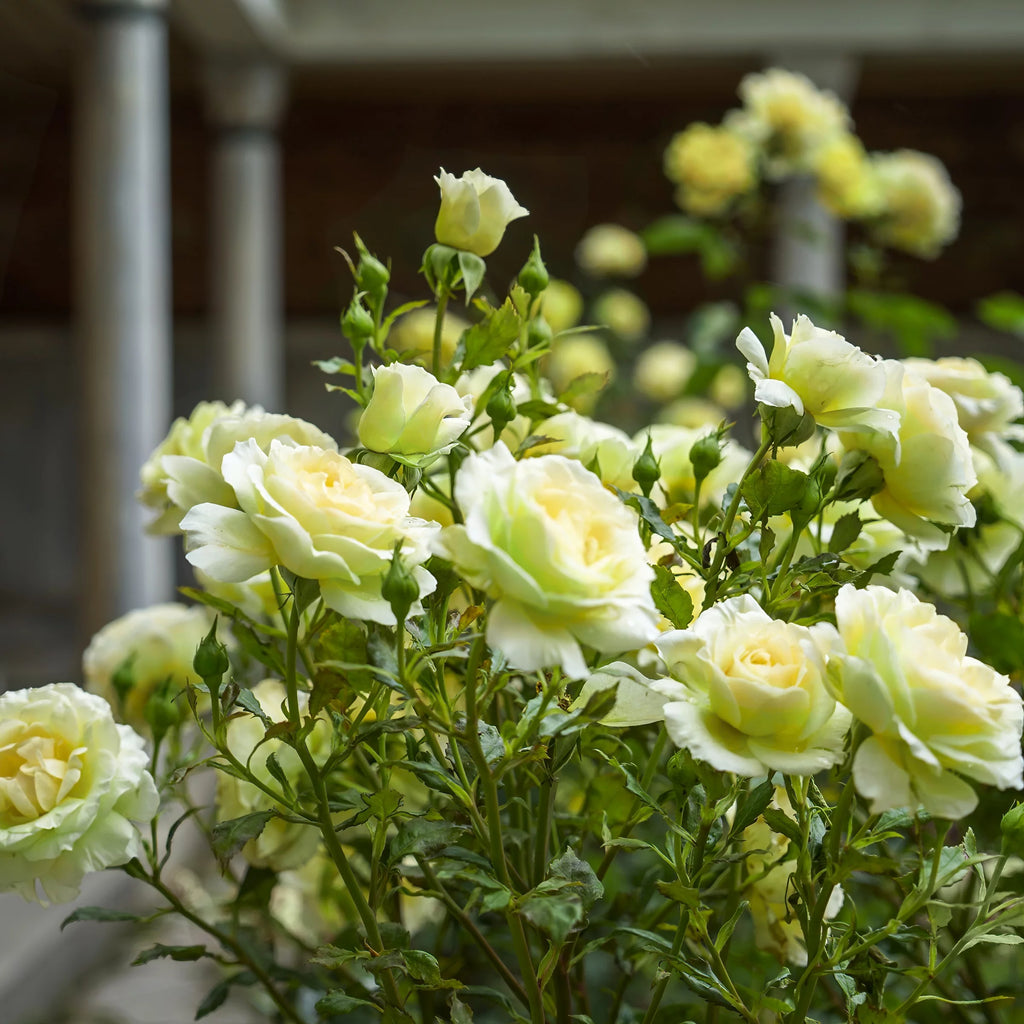 2 Piece Hybrid Tea Rose Live Shrub C9897