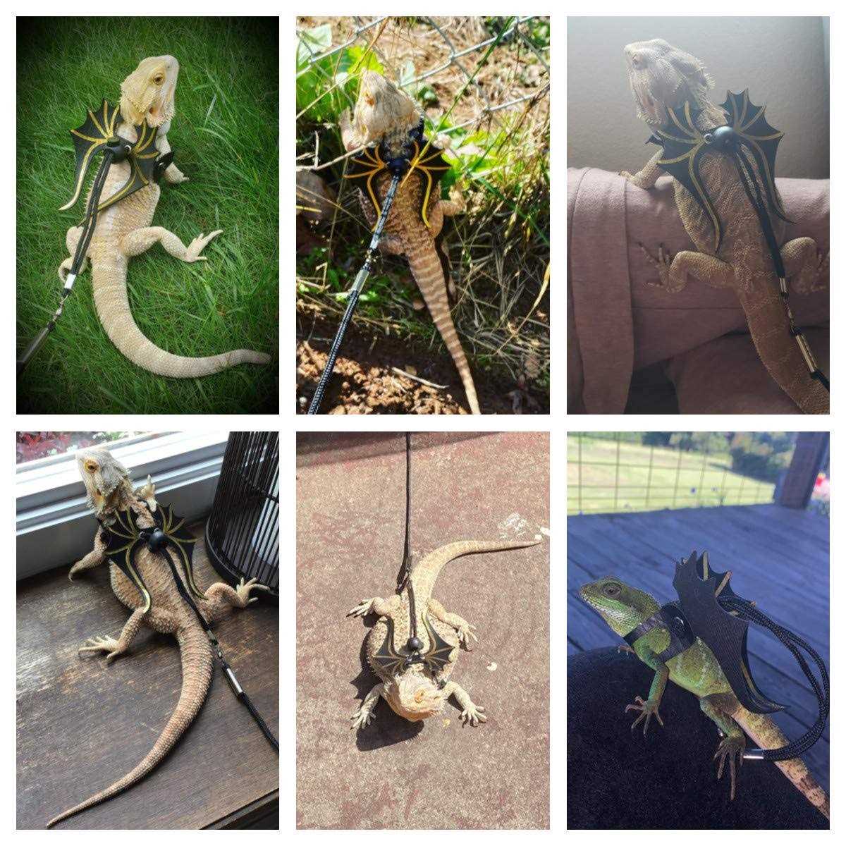 Bearded Dragon Lizard Harness Leash 3 Size Pack G8400