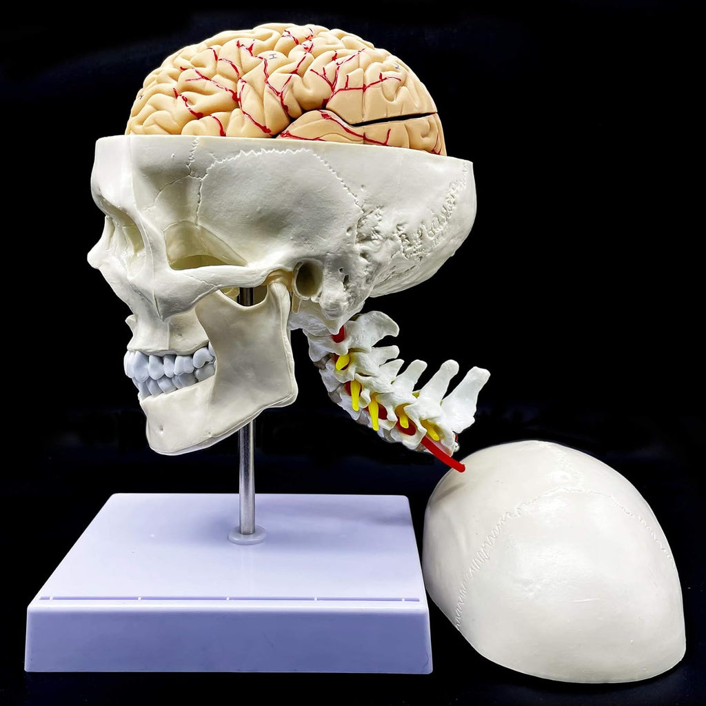 Life-Size Human Skull with Brain and Cervical Vertebra Anatomical Model G659