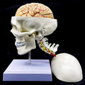 Life-Size Human Skull with Brain and Cervical Vertebra Anatomical Model G659