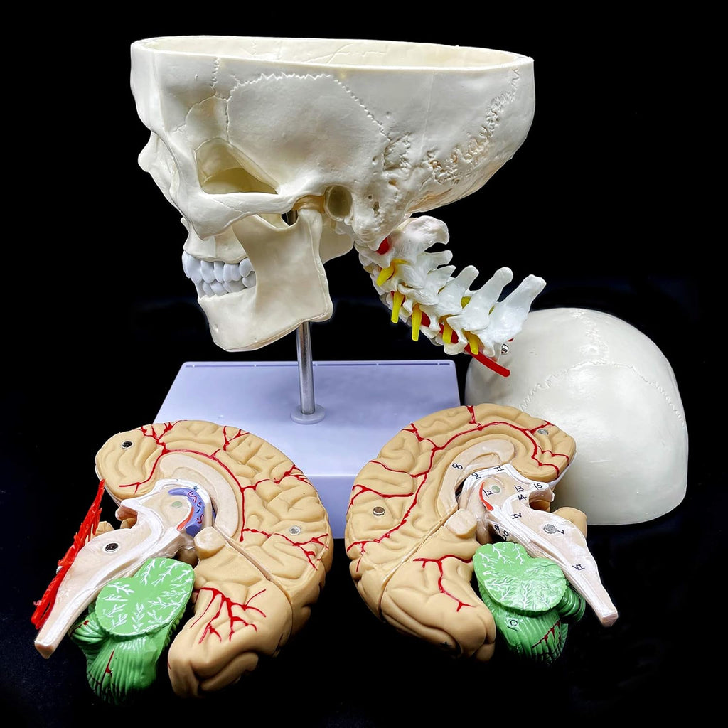 Life-Size Human Skull with Brain and Cervical Vertebra Anatomical Model G659