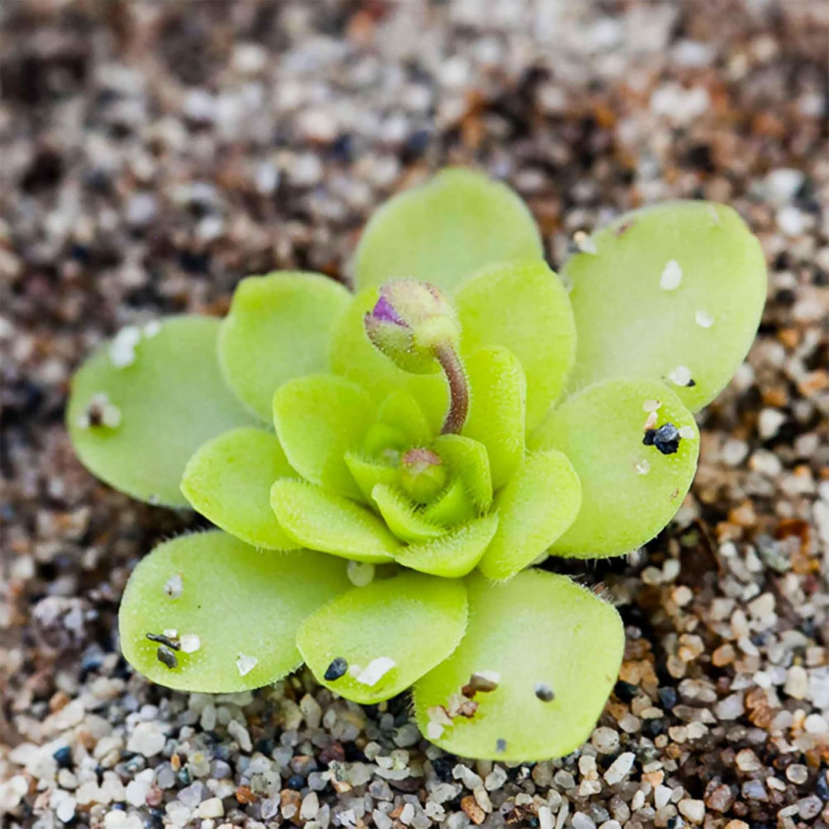 25 Pcs Mexican Butterwort Carnivorous Plant Seeds U488