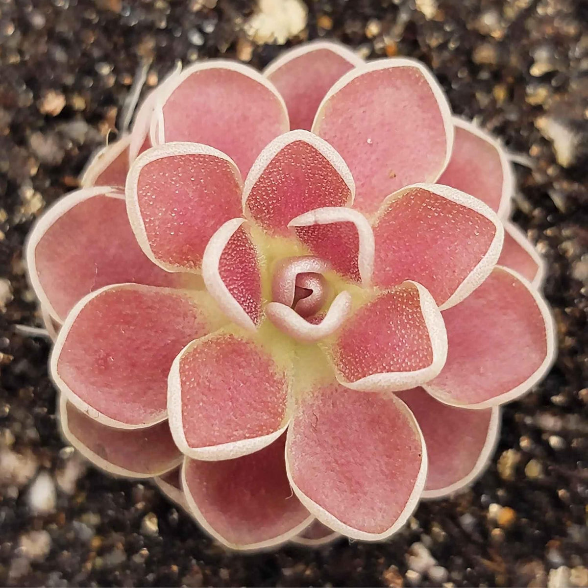 25 Pcs Mexican Butterwort Carnivorous Plant Seeds U488