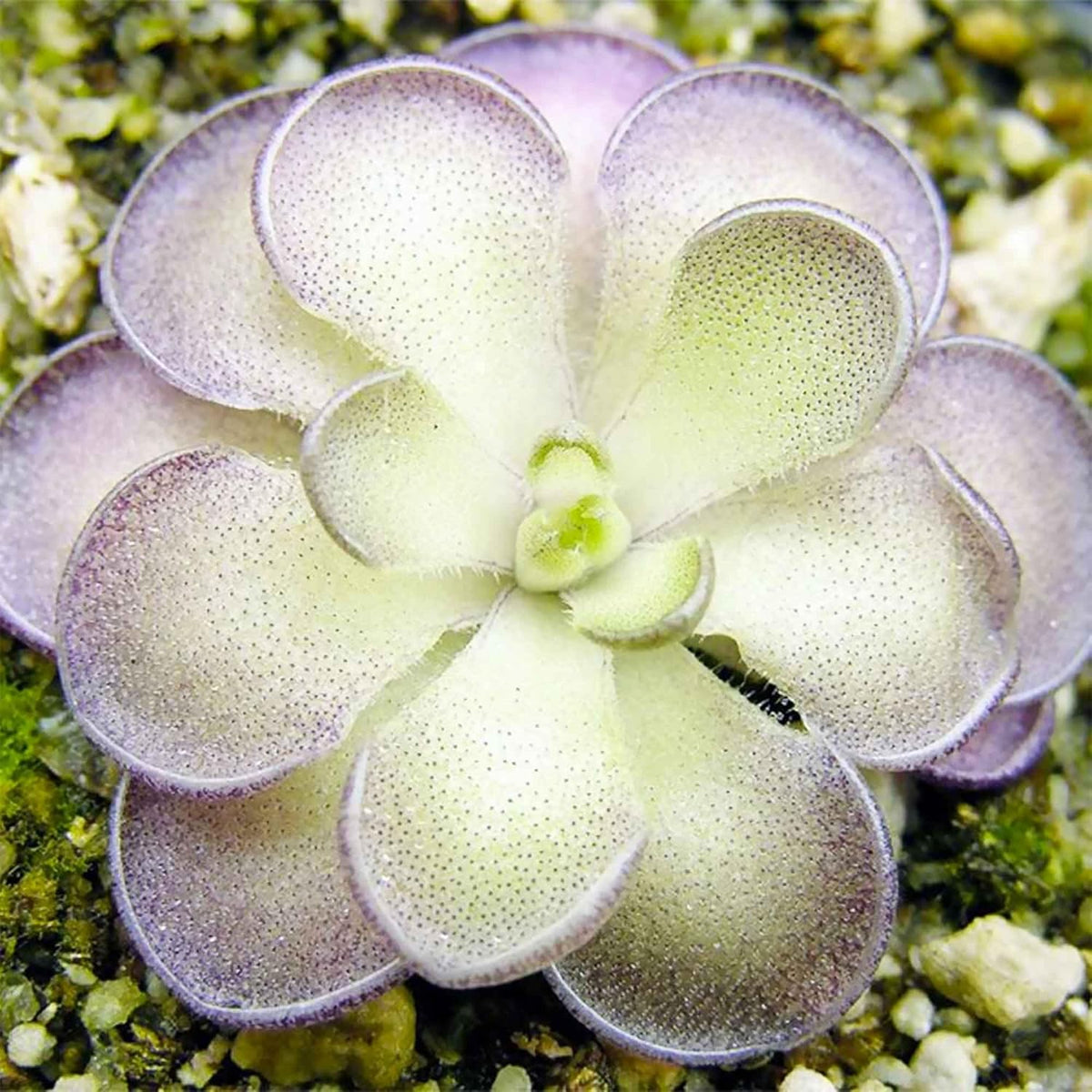25 Pcs Mexican Butterwort Carnivorous Plant Seeds U488