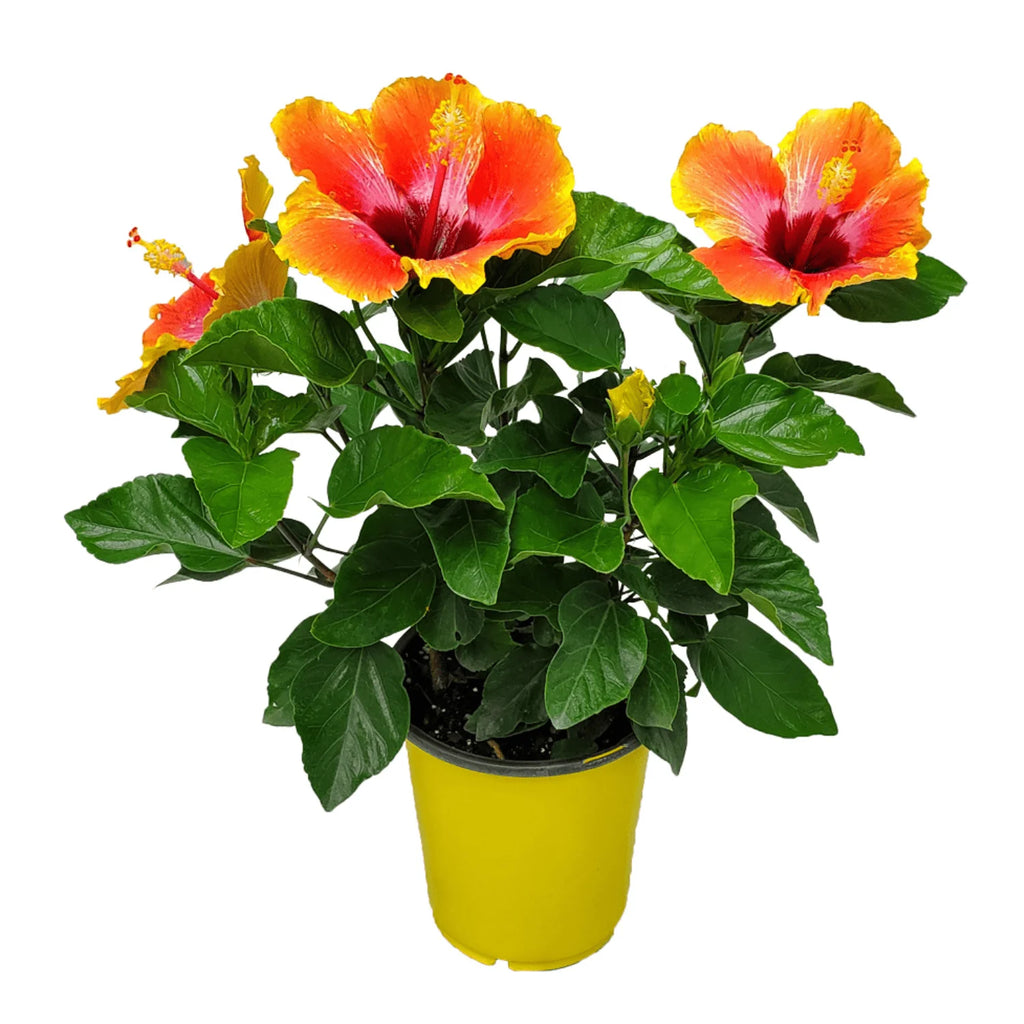 Fiesta Hibiscus Bush O65145