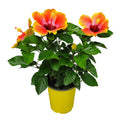 Fiesta Hibiscus Bush O65145