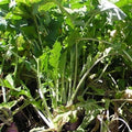 Turnip Seed 5 Lbs K810058
