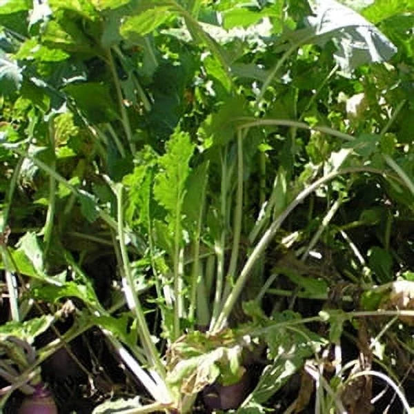 Turnip Seed 5 Lbs K810058