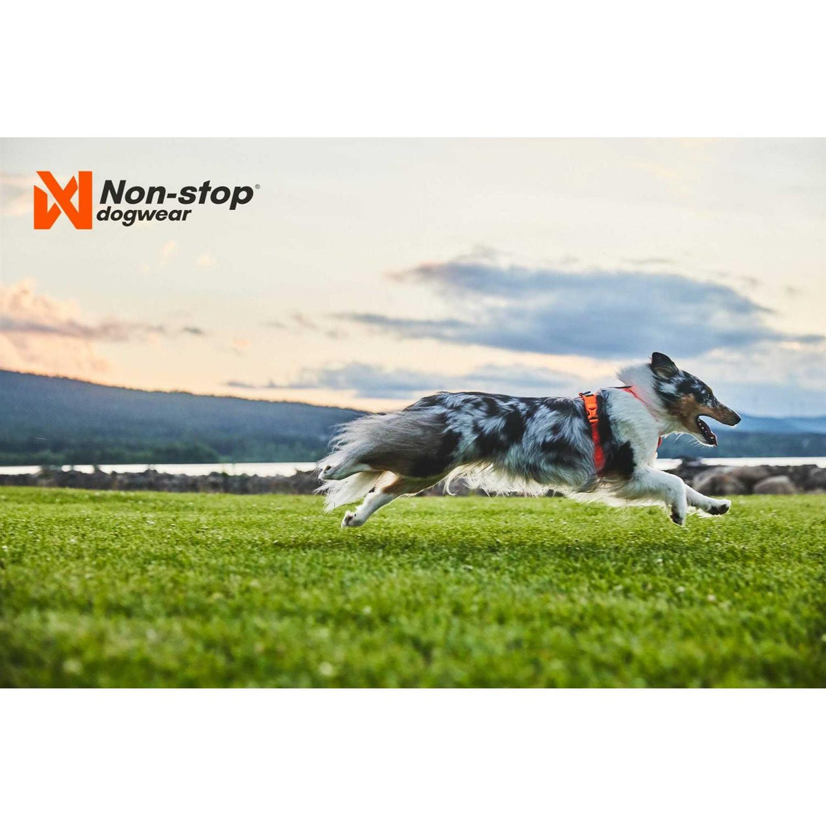 Dog Harness D61802