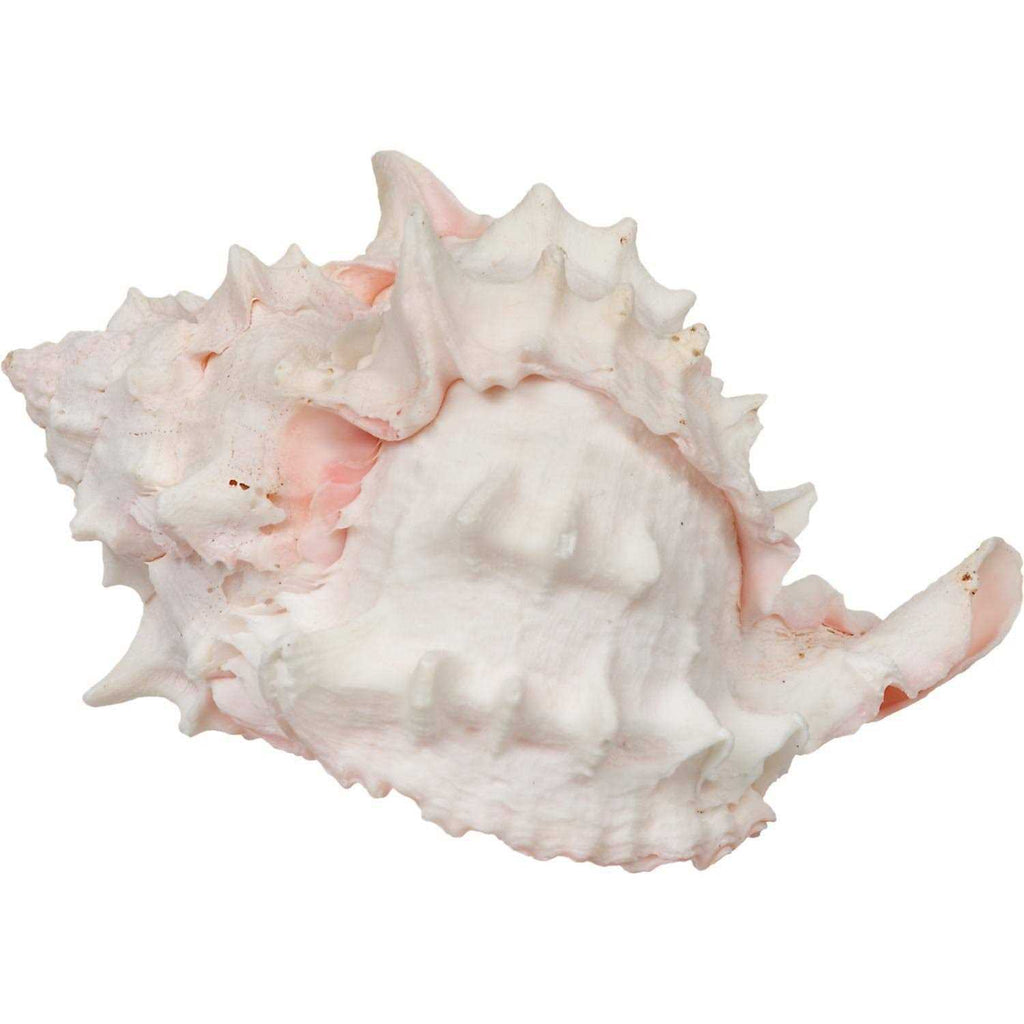 Hermit Crab Growth Shell U680292