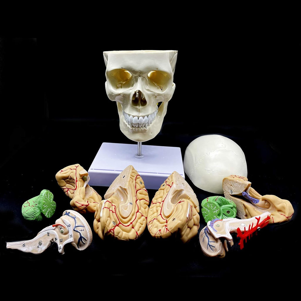 Life-Size Human Skull with Brain and Cervical Vertebra Anatomical Model G659