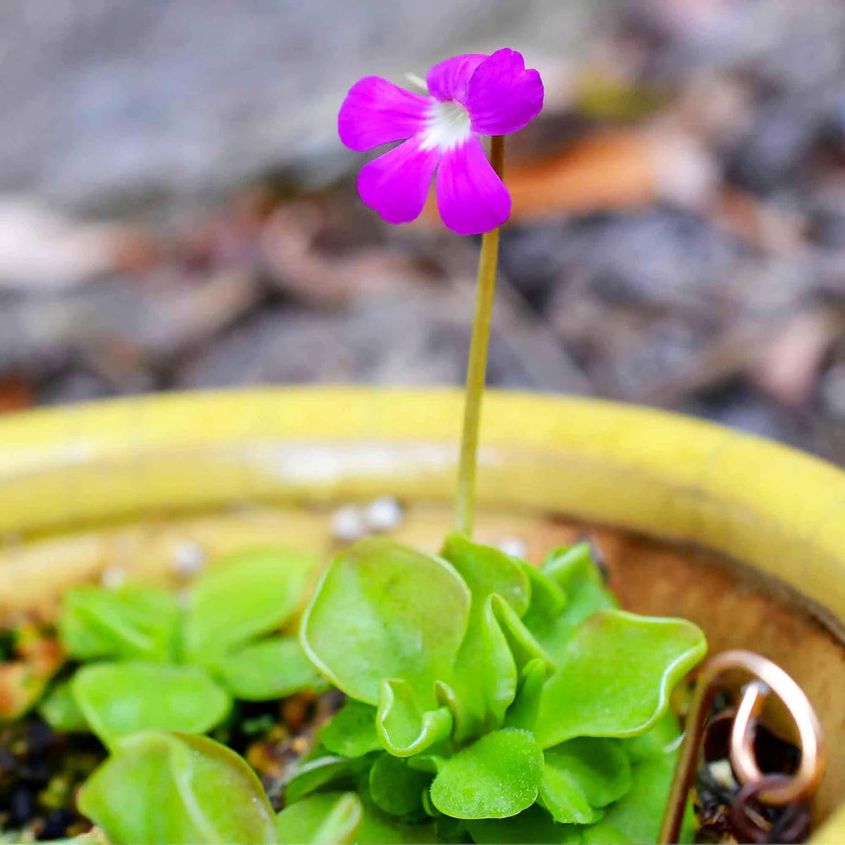 25 Pcs Mexican Butterwort Carnivorous Plant Seeds U488