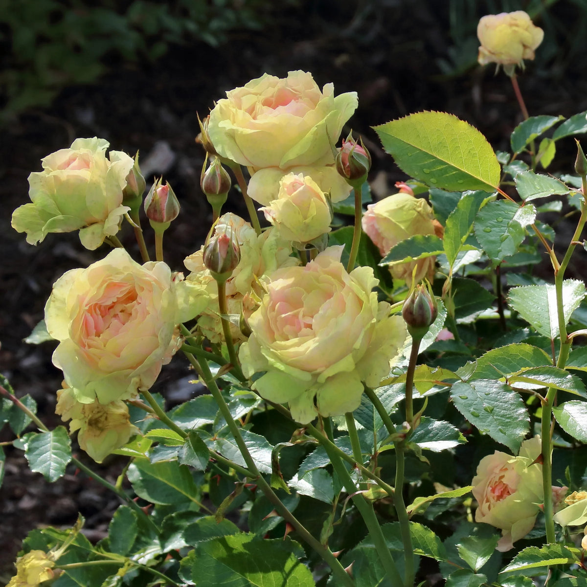 2 Piece Hybrid Tea Rose Live Shrub C9897