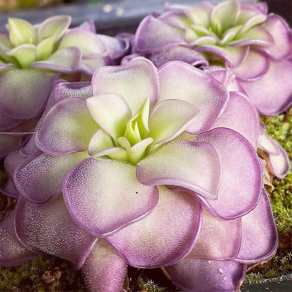 25 Pcs Mexican Butterwort Carnivorous Plant Seeds U488