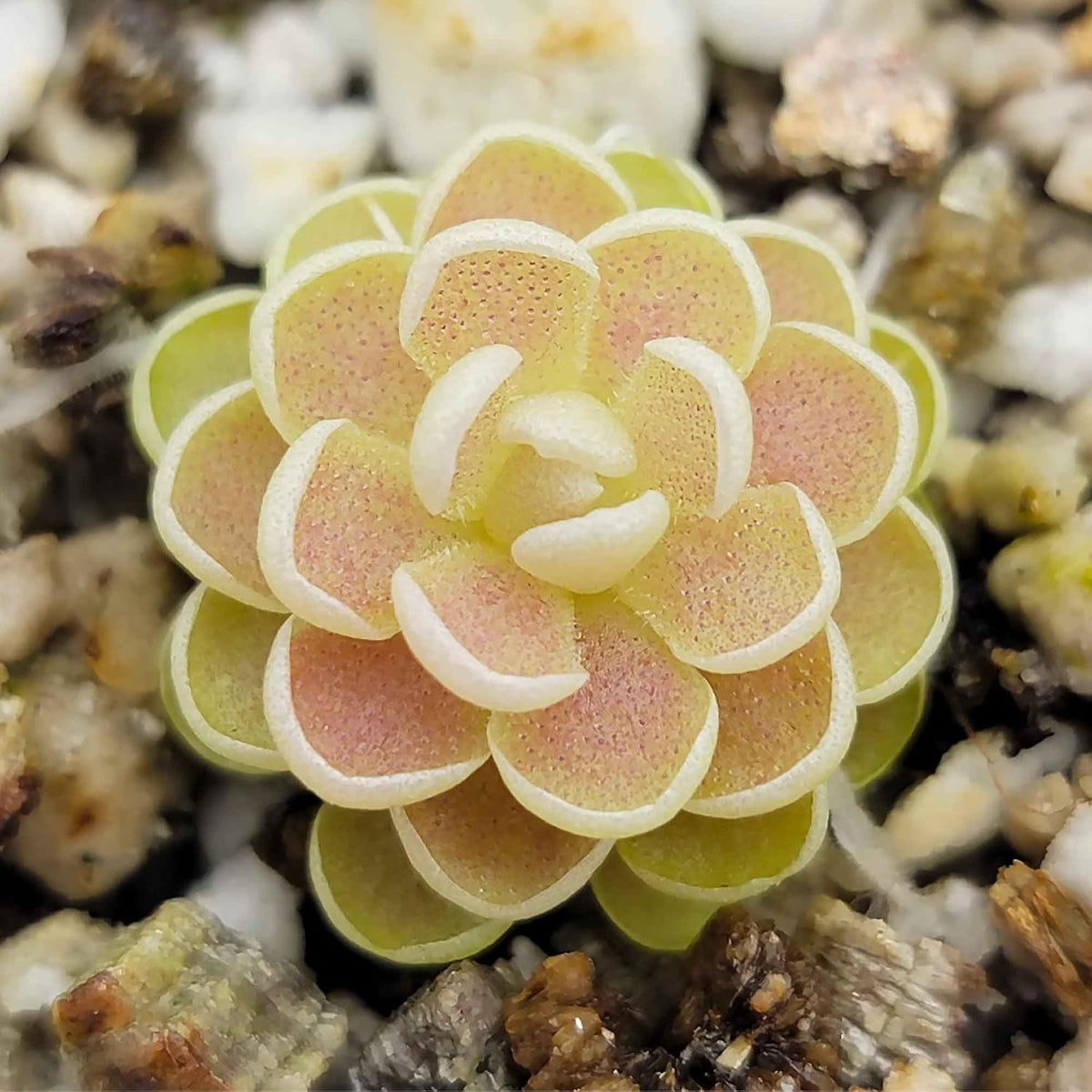 25 Pcs Mexican Butterwort Carnivorous Plant Seeds U488