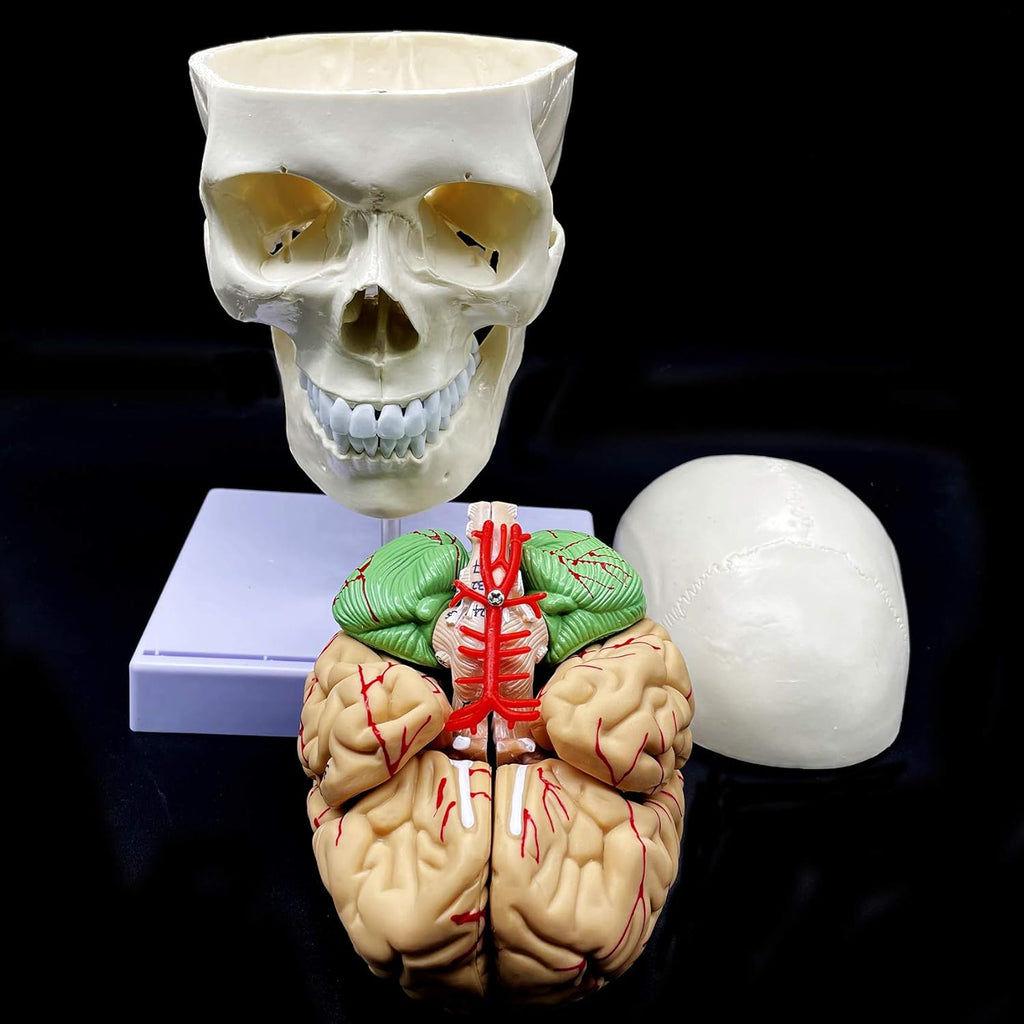 Life-Size Human Skull with Brain and Cervical Vertebra Anatomical Model G659
