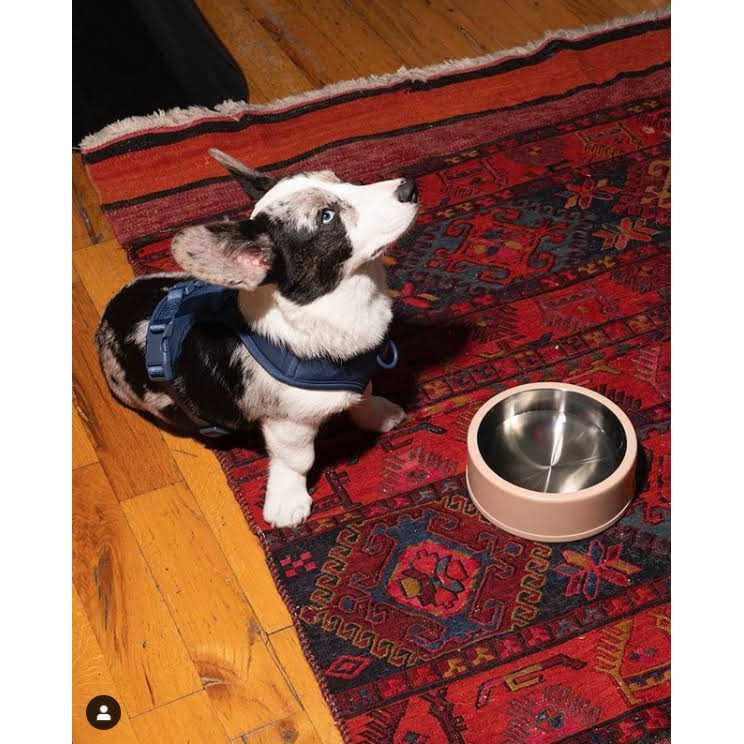 Pet Bowl D635