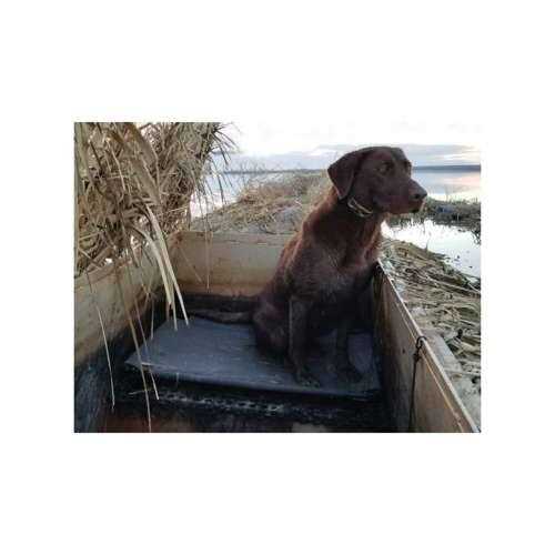 Kennel Cot O542389