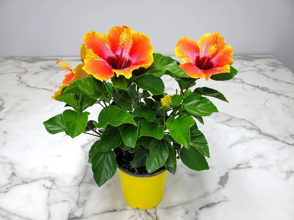 Fiesta Hibiscus Bush O65145