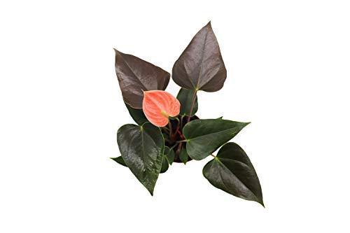Anthuriums 4" N36479