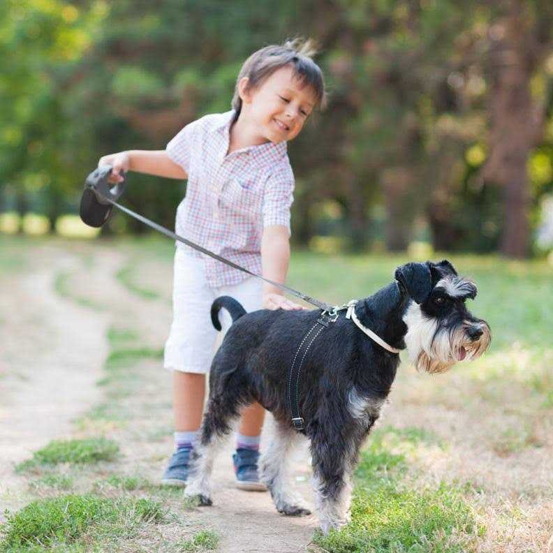Retractable Dog Leash R996707