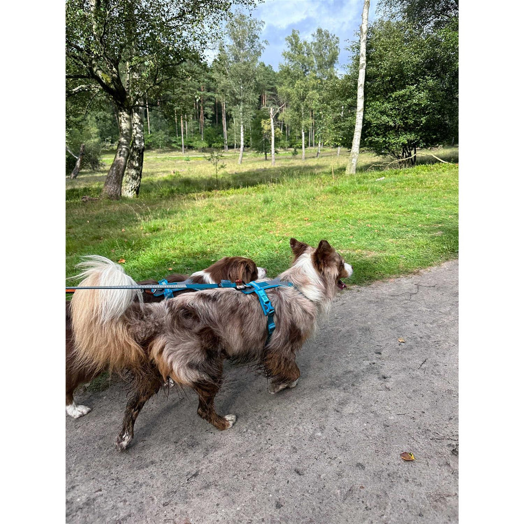 Dog Harness D61802